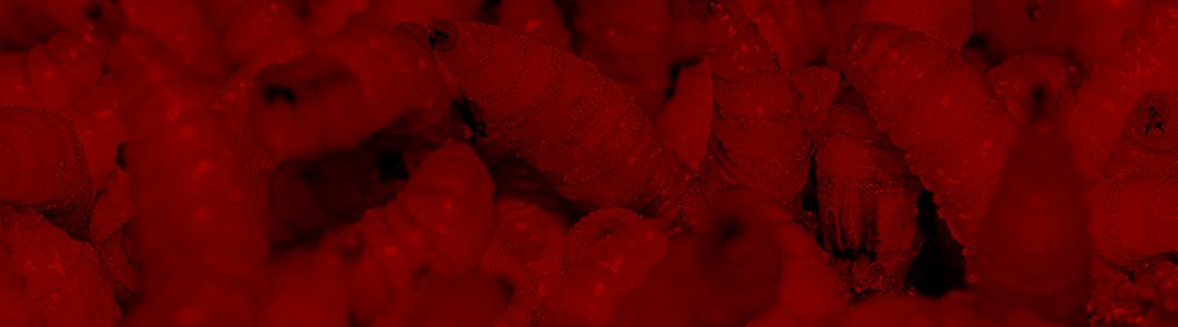 Gusano Barrenador – Guía Práctica